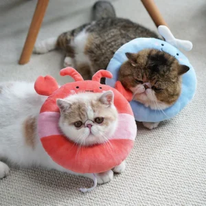 Cat Collar Post Surgery