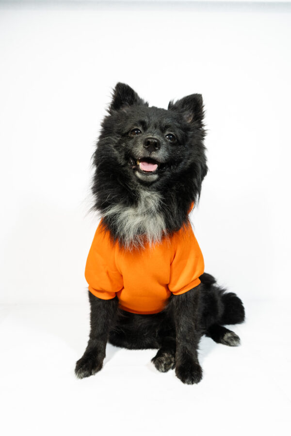 Pet Hoodie