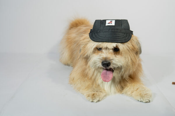COLOURFUL PET  CAP - Image 2