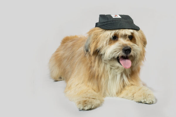 COLOURFUL PET  CAP - Image 3