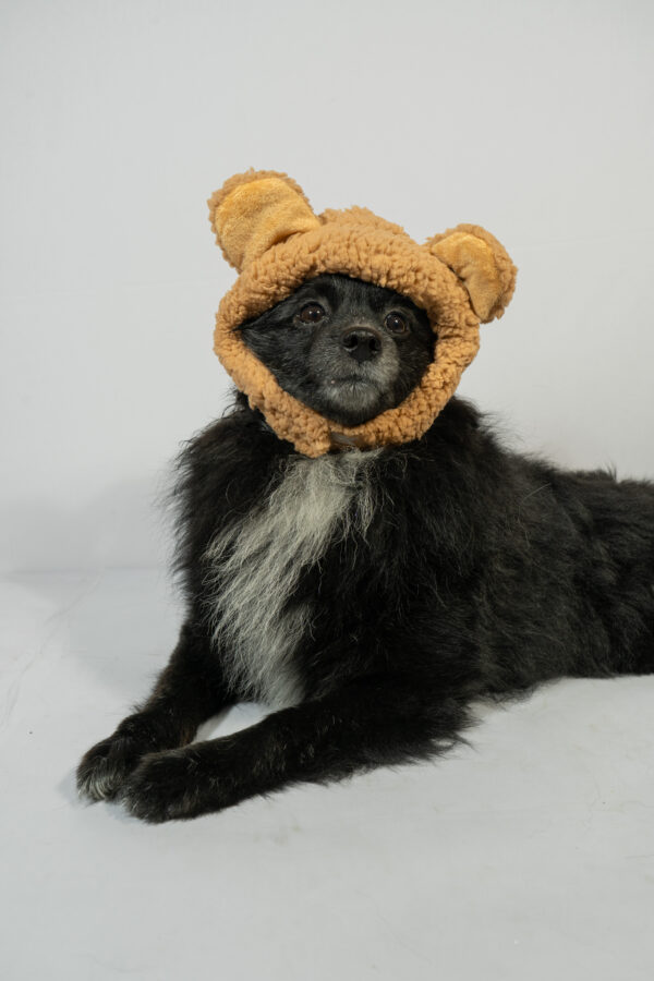 Funny Pet Cap - Image 2