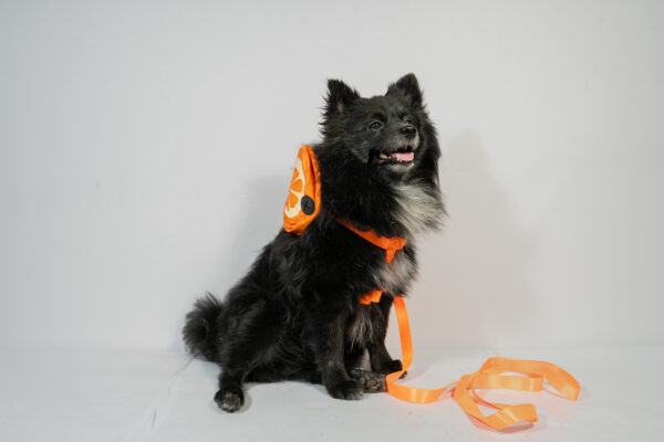 Cute Fruit-Themed Cat Harness With Detachable Backpack - Image 2