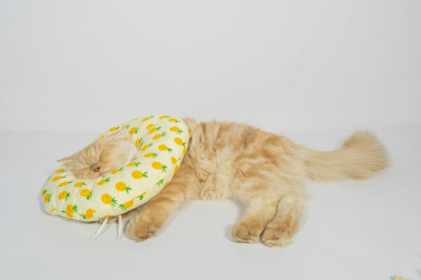 Circle Post Surgery - Image 3