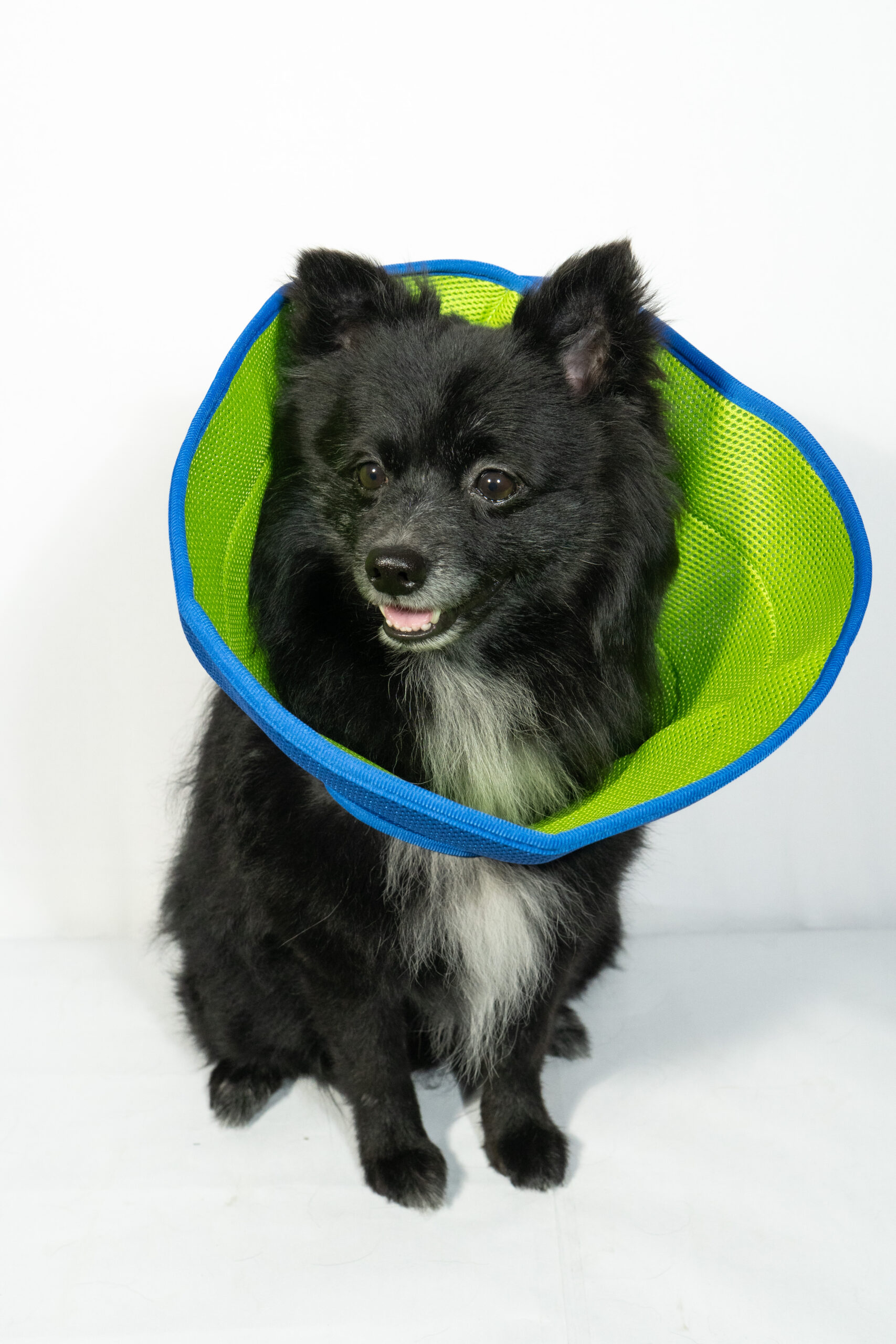 Elizabethan Circle 3 Elizabethan Circle - Image 3