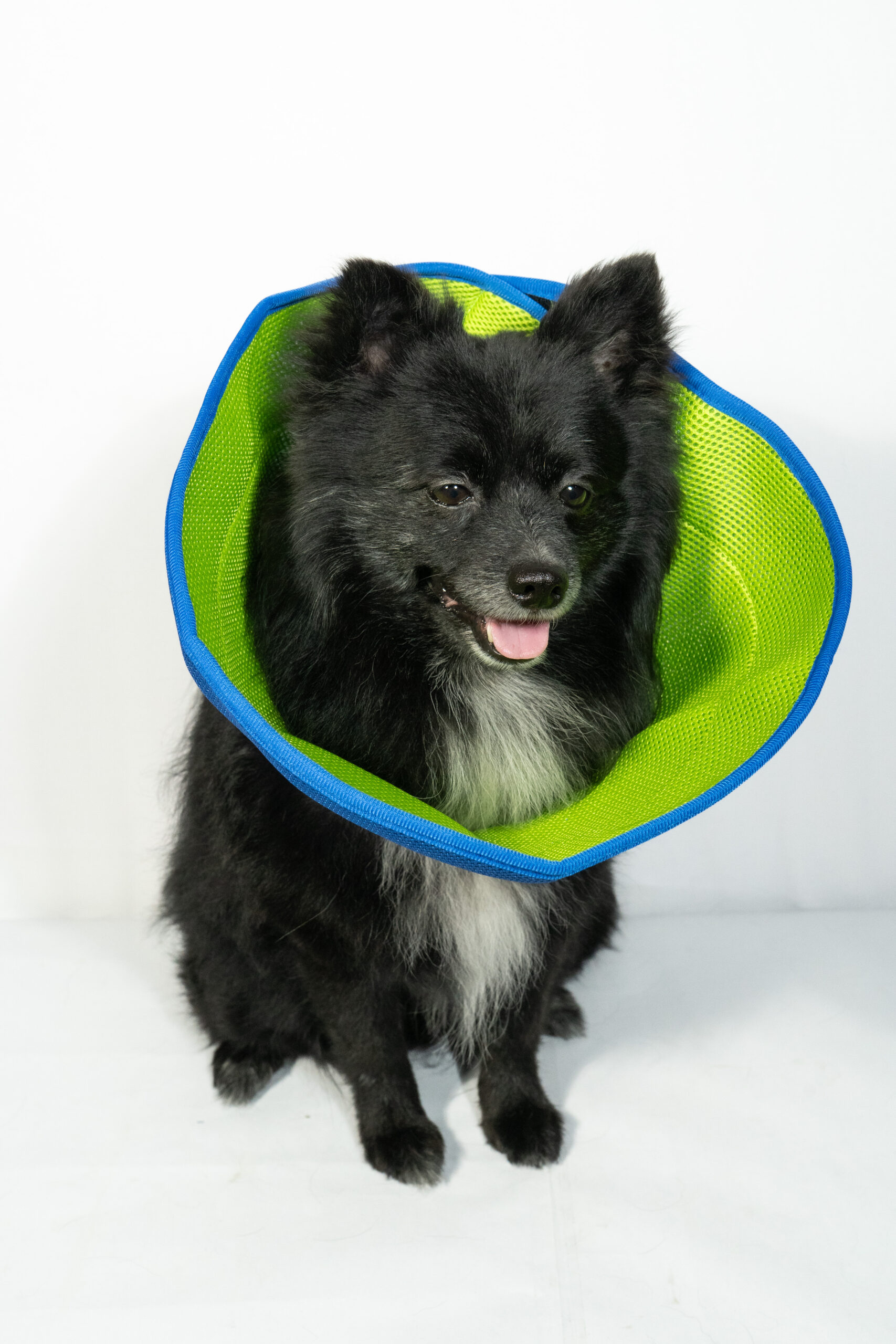 Elizabethan Circle 4 Elizabethan Circle - Image 4