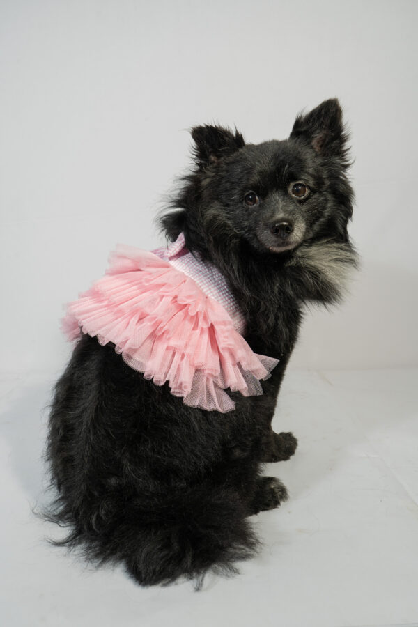 Pet Pink Frock - Image 2