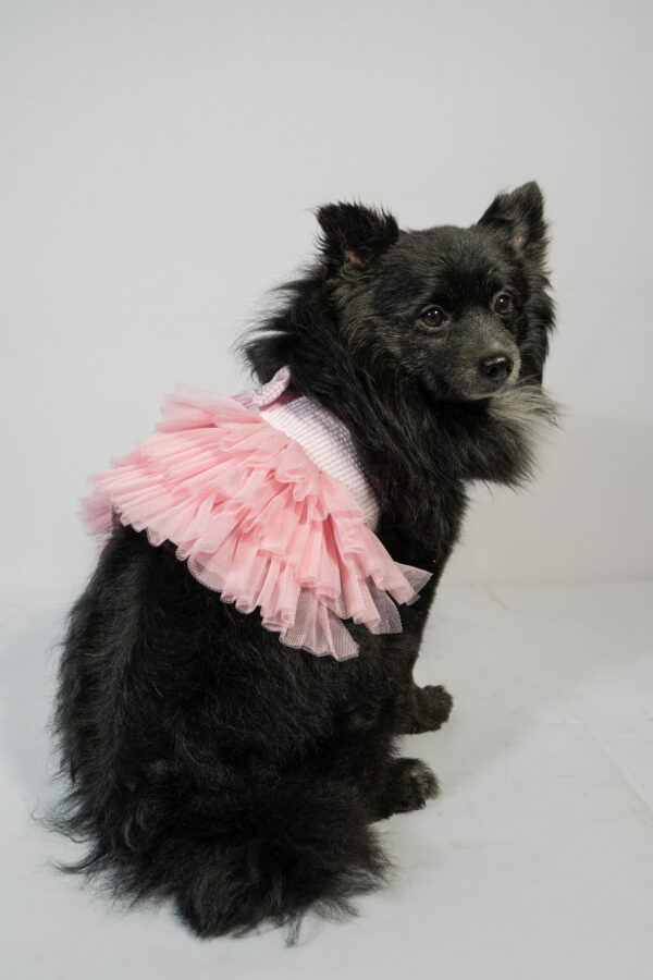 Pet Pink Frock - Image 4