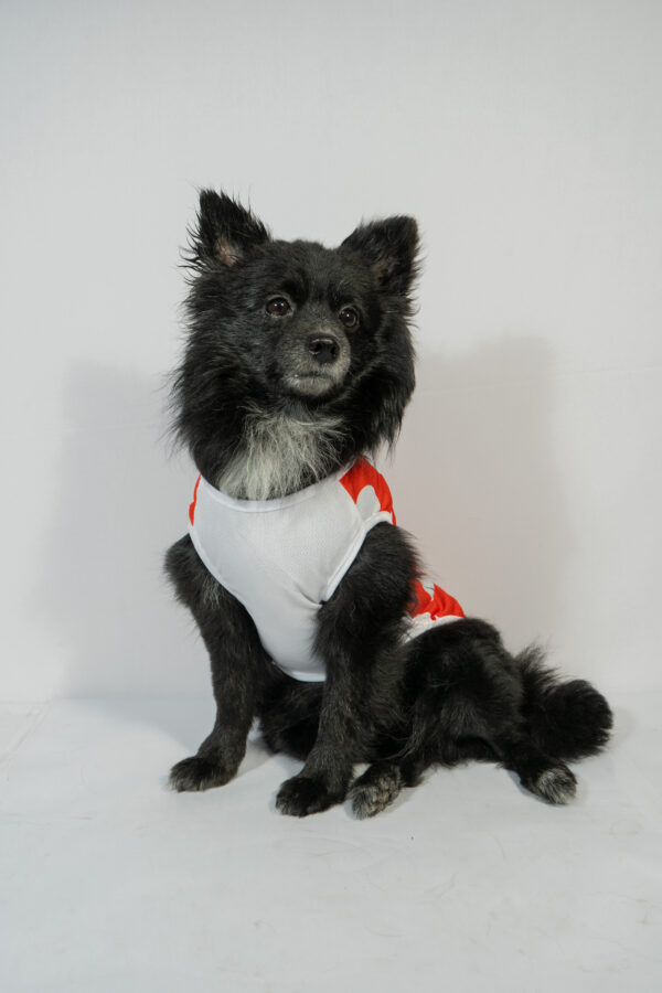 Pet Colorful Vests - Image 4