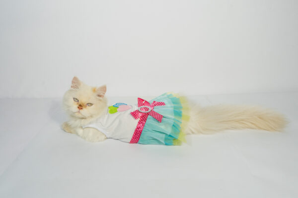 Pet Colorful Frocks - Image 2