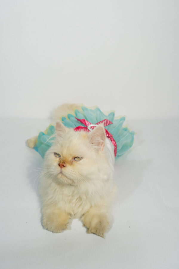 Pet Colorful Frocks - Image 4