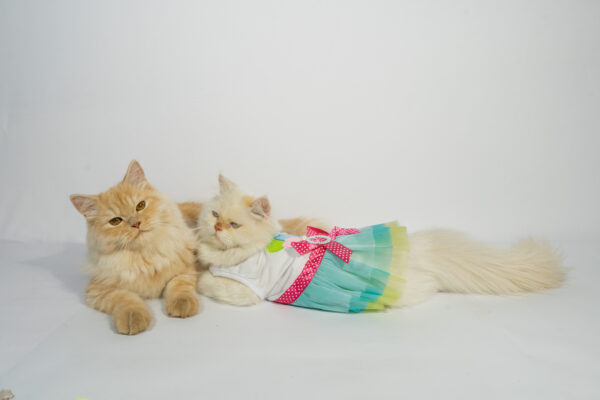 Pet Colorful Frocks - Image 5
