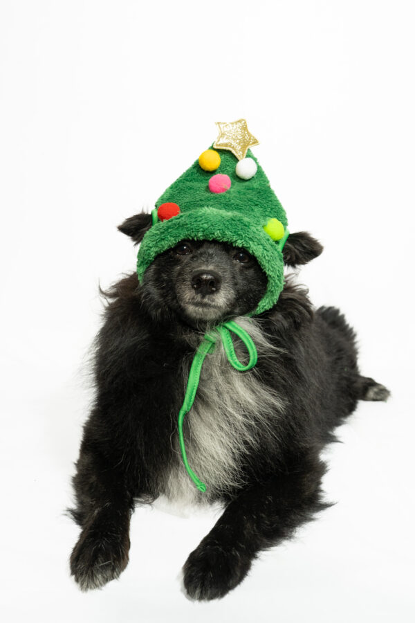 Pet Tree Cap - Image 2