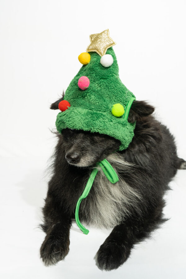 Pet Tree Cap - Image 3