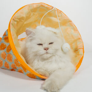 CAT PLAY BED