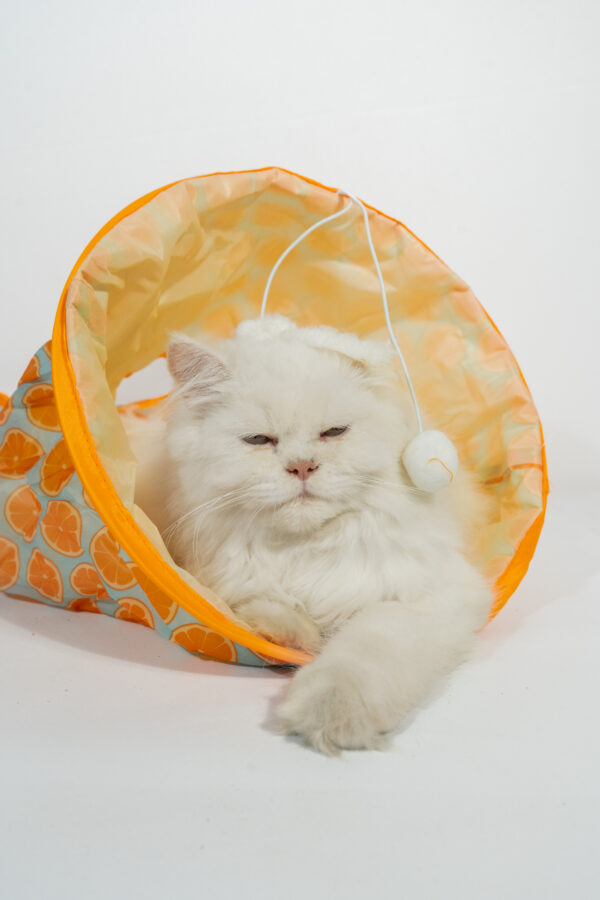 CAT PLAY BED