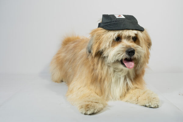 Pet Hat - Image 2