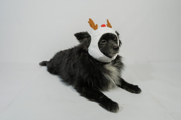 Pet Deer Cap - Image 2