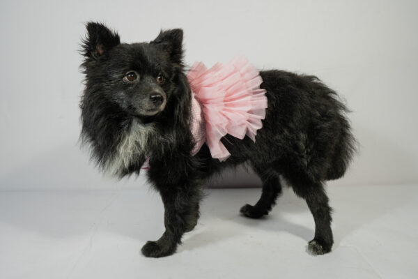 Pet Pink Frock