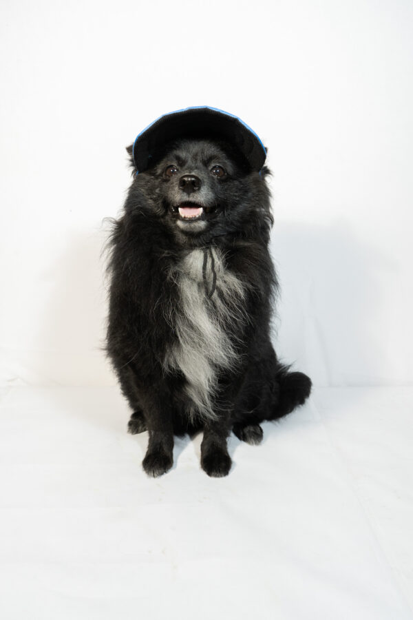 Pet Cap - S: 31cm / M: 34cm / L: 44cm - Image 2