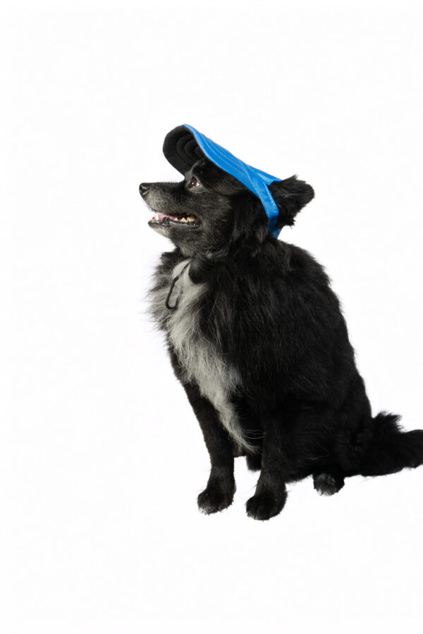 Pet Cap - S: 31cm / M: 34cm / L: 44cm - Image 3