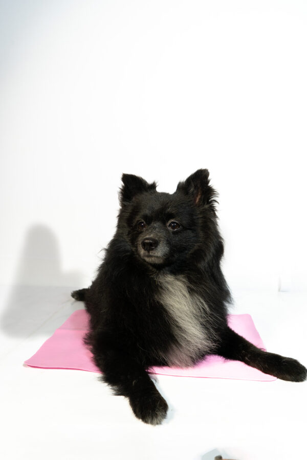 Pet Cooling Mat - Image 3