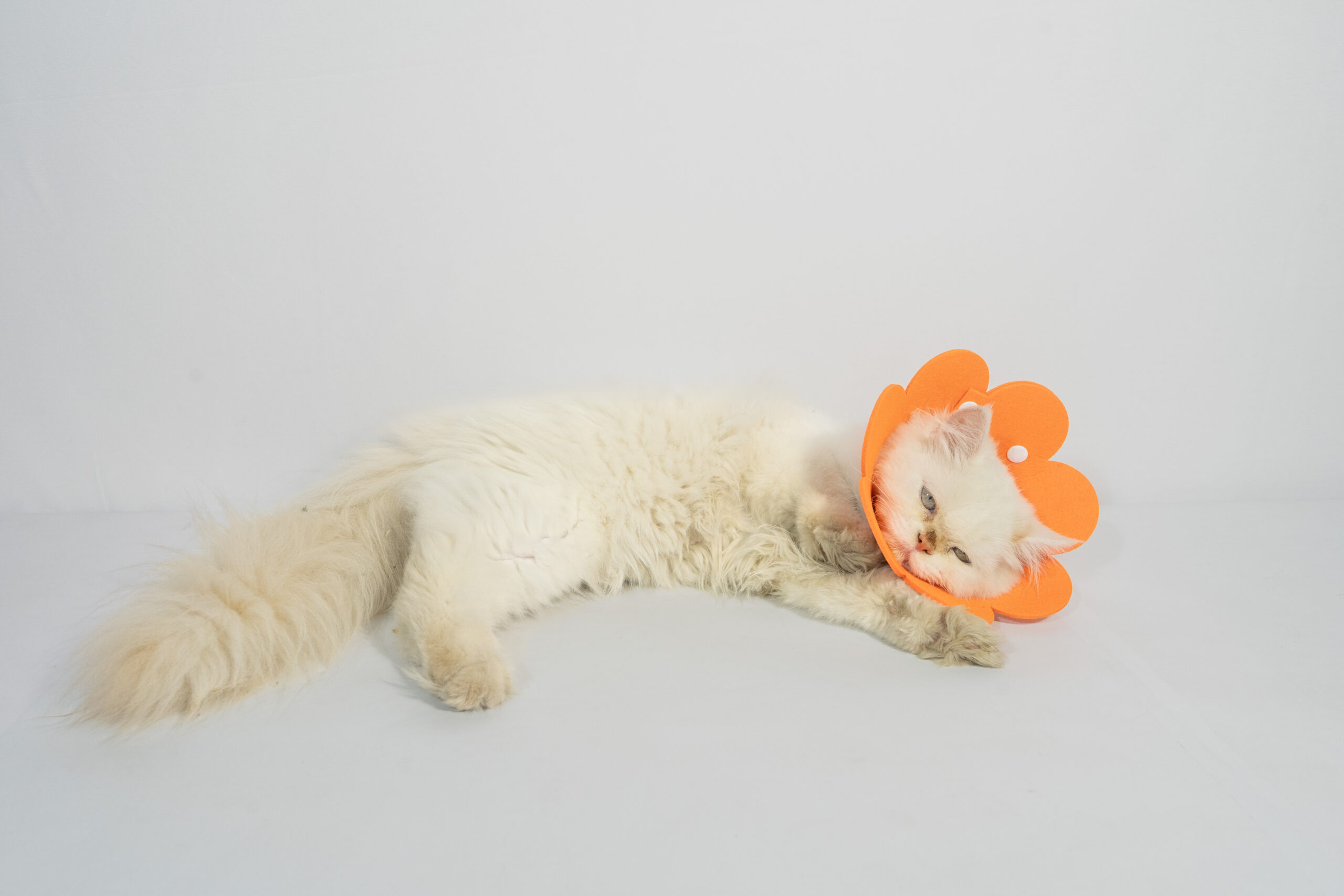 Soft Pet Recovery Cone Collar for Cats & Puppies – Protective Flower Design with Adjustable Fasteners 5 Soft Pet Recovery Cone Collar for Cats & Puppies – Protective Flower Design with Adjustable Fasteners - Image 5