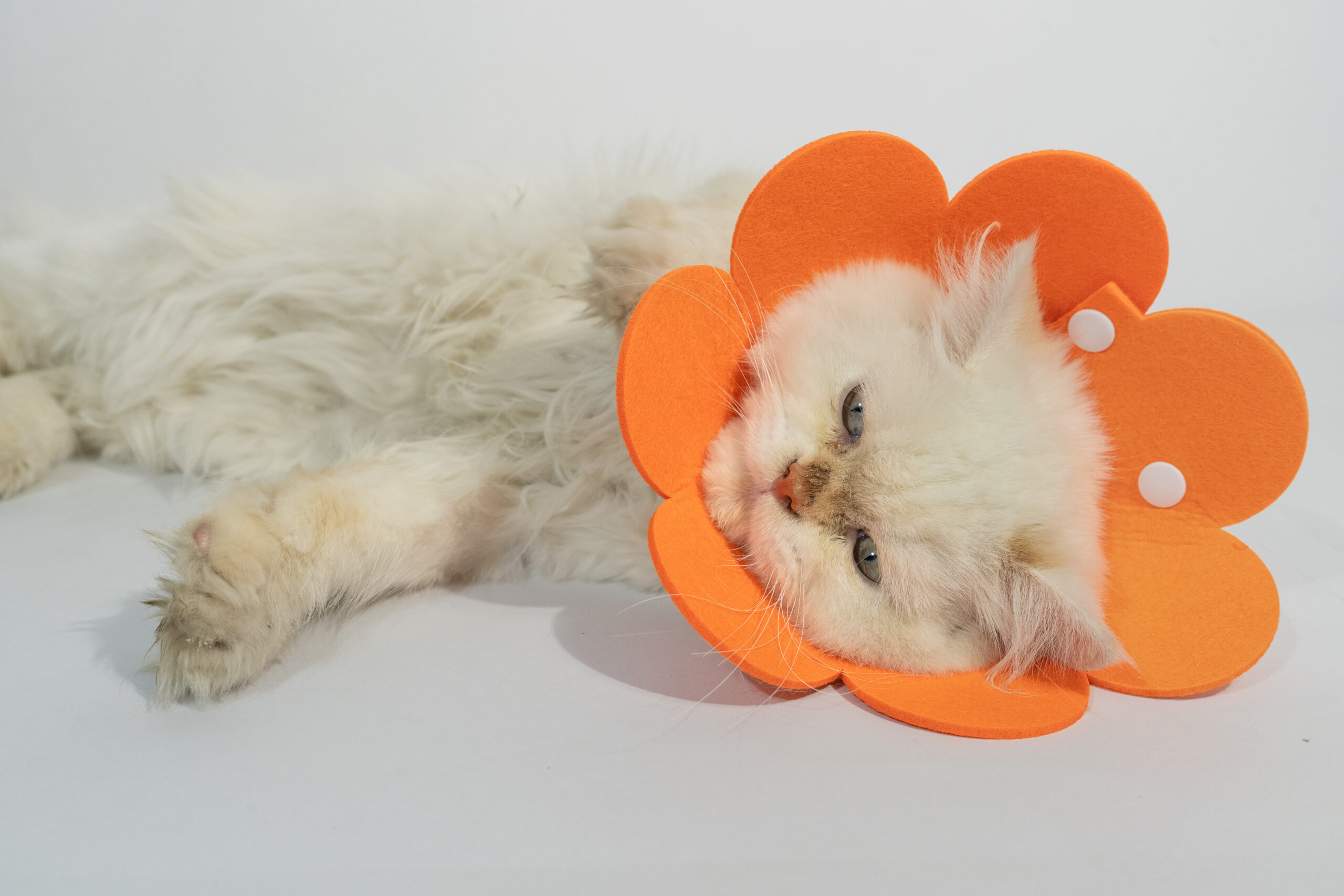 Soft Pet Recovery Cone Collar for Cats & Puppies – Protective Flower Design with Adjustable Fasteners 1 Soft Pet Recovery Cone Collar for Cats & Puppies – Protective Flower Design with Adjustable Fasteners