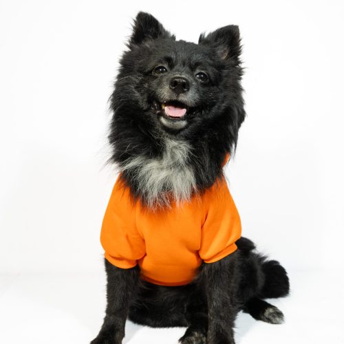 Home 23 Pet Hoodie