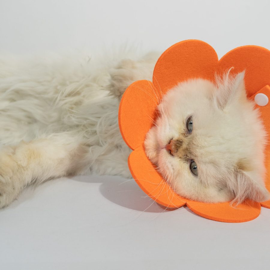 Soft Pet Recovery Cone Collar for Cats & Puppies – Protective Flower Design with Adjustable Fasteners