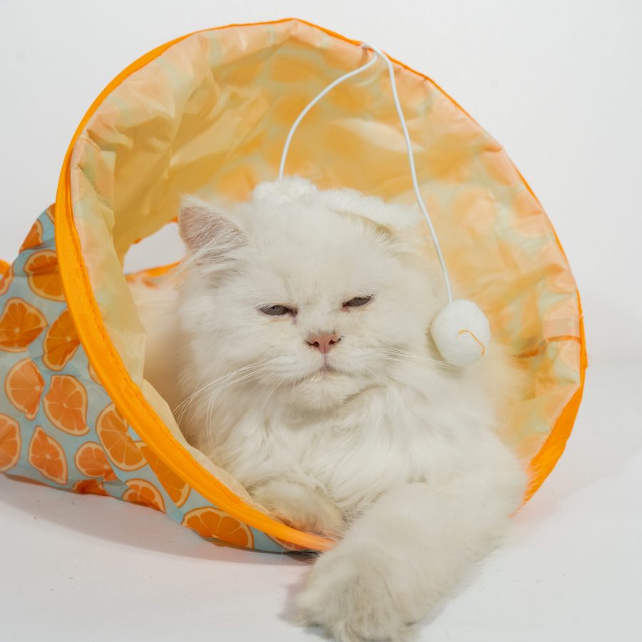 CAT PLAY BED
