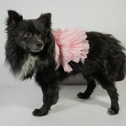 Home 17 Pet Pink Frock