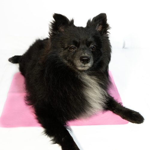 Home 31 Pet Cooling Mat