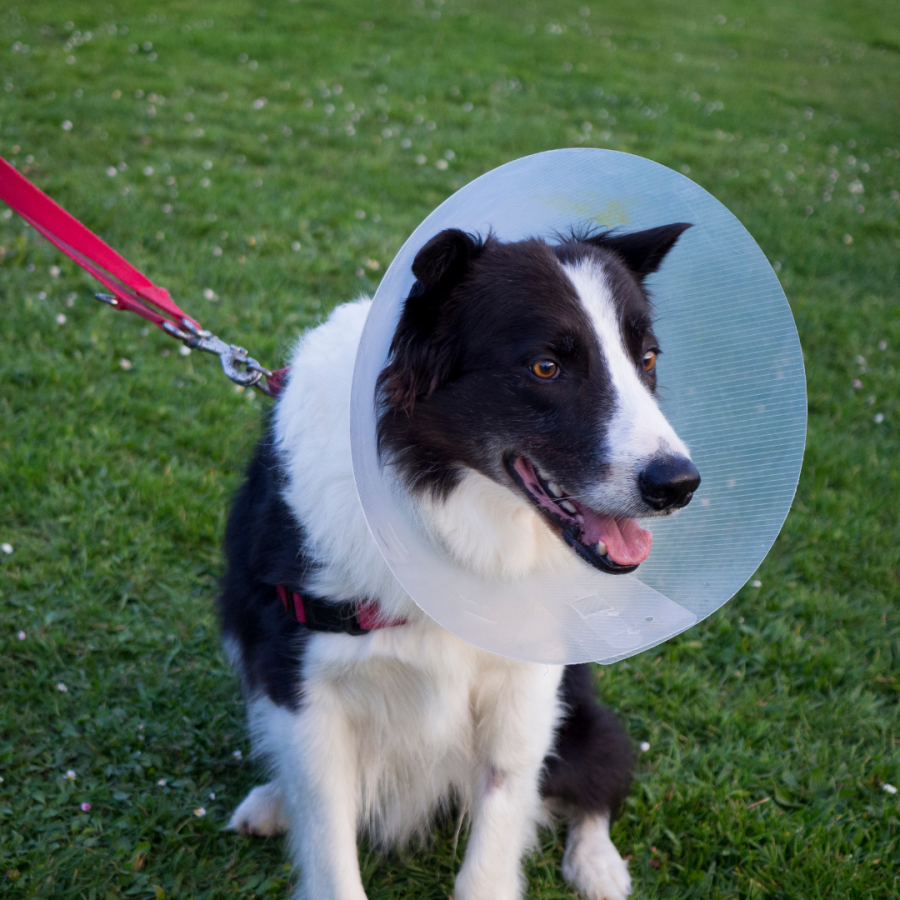 Transparent Adjustable Dog Cone Collar – Lightweight Soft Plastic E-Collar for Post-Surgery Recovery